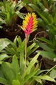 Vriesea Carinata